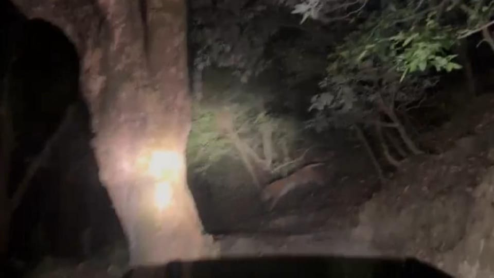 Tiger seen at a height of seven thousand feet in almora