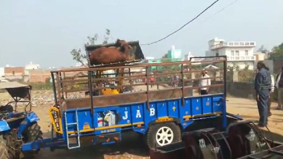 cattle were brutally picked up from the JCB and thrown into a tractor-trolley.