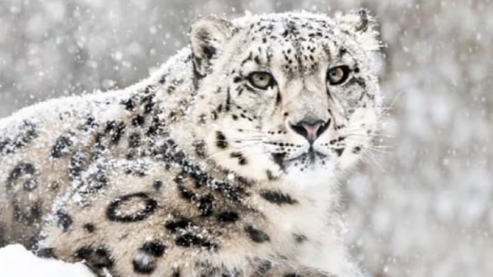 Country first snow leopard conservation center Construction begins in Gangotri Dham Lanka Uttarakhand news