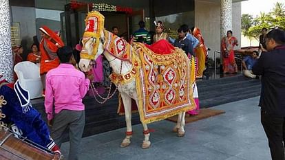 Uttarakhand News horses and carriages Craze of For Marriage Bombay to Goa and Bahubali