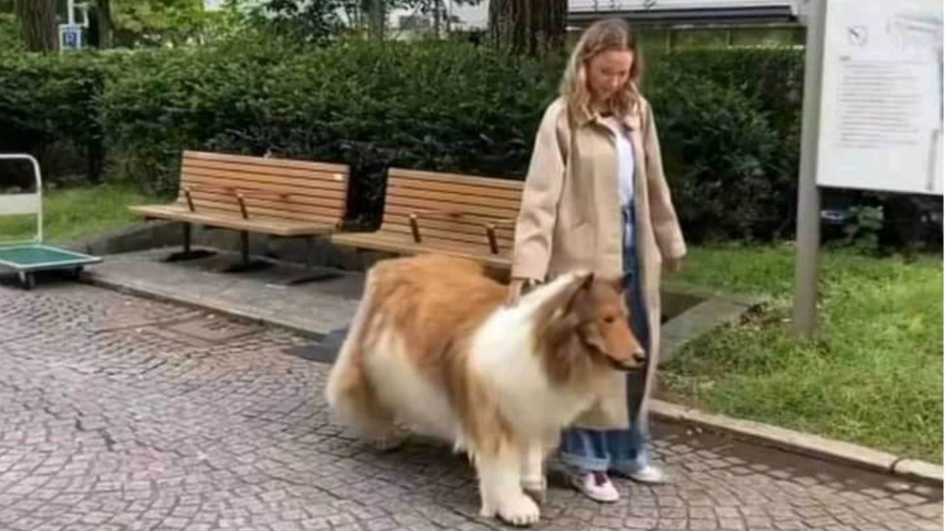 Japanese man Toco has transformed himself into a dog