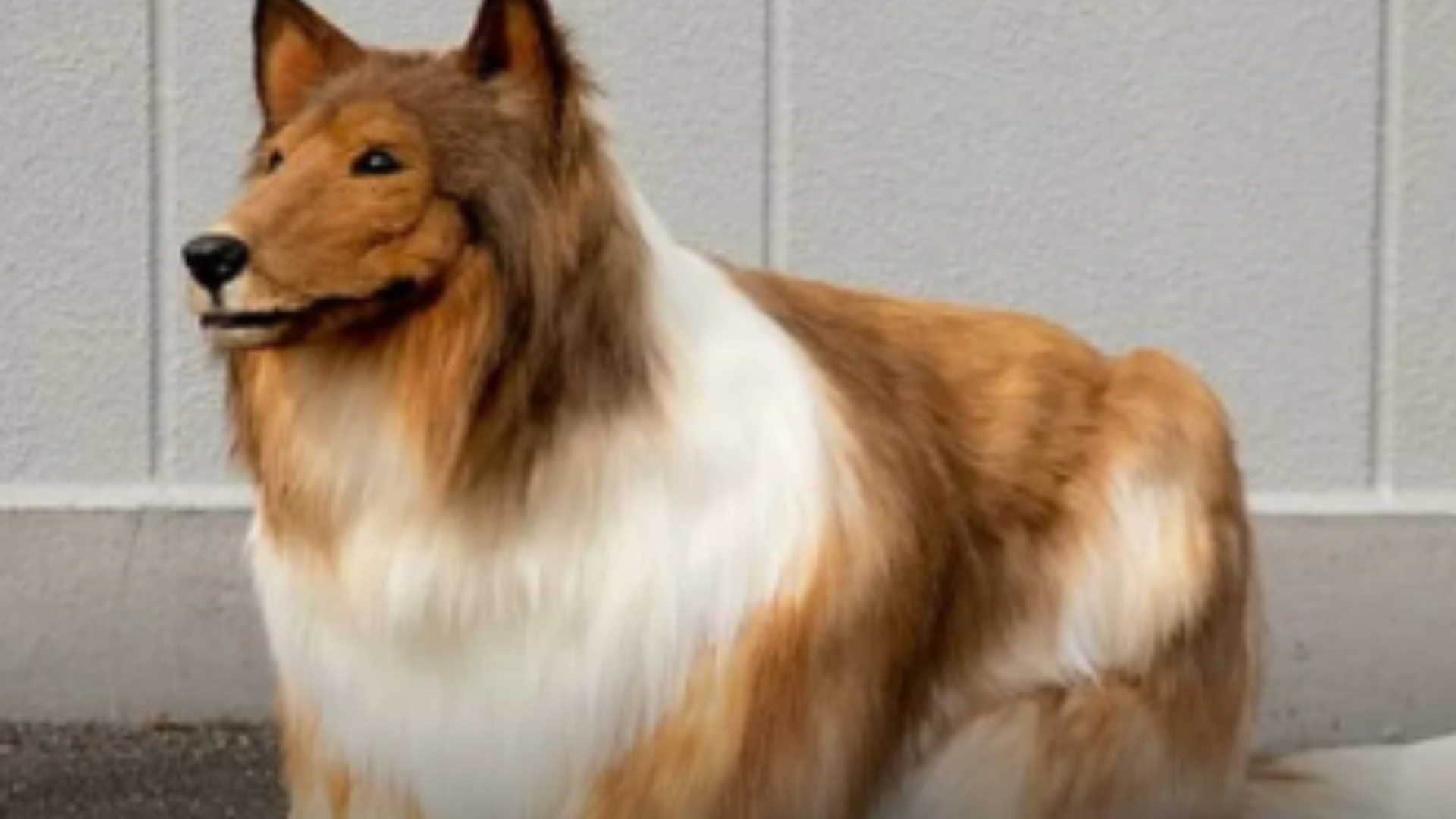 Japanese man Toco has transformed himself into a dog