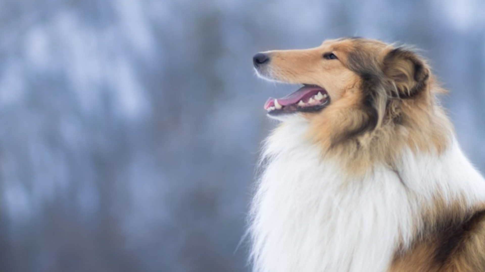 Japanese man Toco has transformed himself into a dog