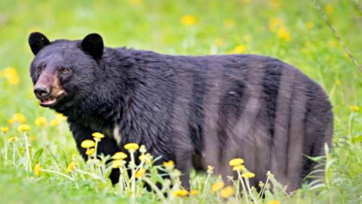 Umaria News Dreaded bear dies within few hours of rescue