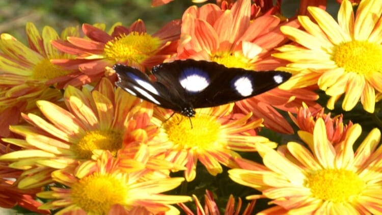 Aligarh : खुशबू से महत उठा एएमयू का गुलिस्तान-ए-सर सैयद पार्क, वार्षिक पुष्प प्रदर्शनी पर कैमरे की नजर