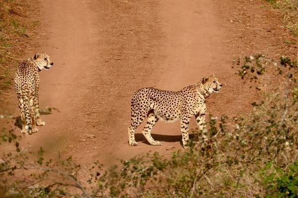Great news for tourists visiting Kuno Sanctuary