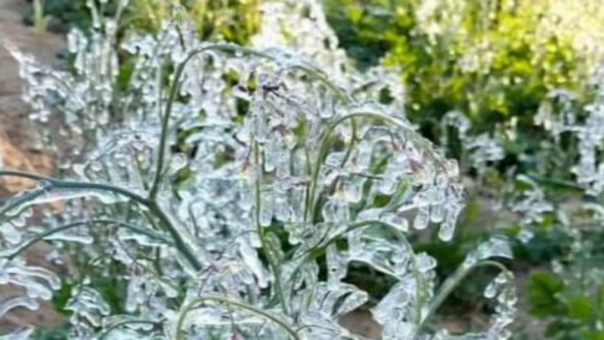 Weather Update: Mercury reaches freezing point in Abu, rest of Rajasthan also in the grip of cold