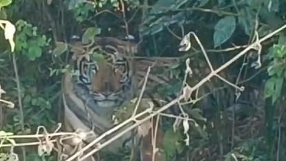 tiger reaches near Pipariya Santosh village in pilibhit
