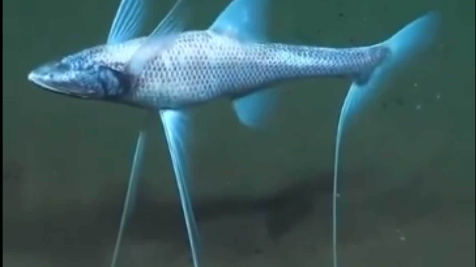 oceans deepest-living tripod fish found sitting quietly on the ocean floor