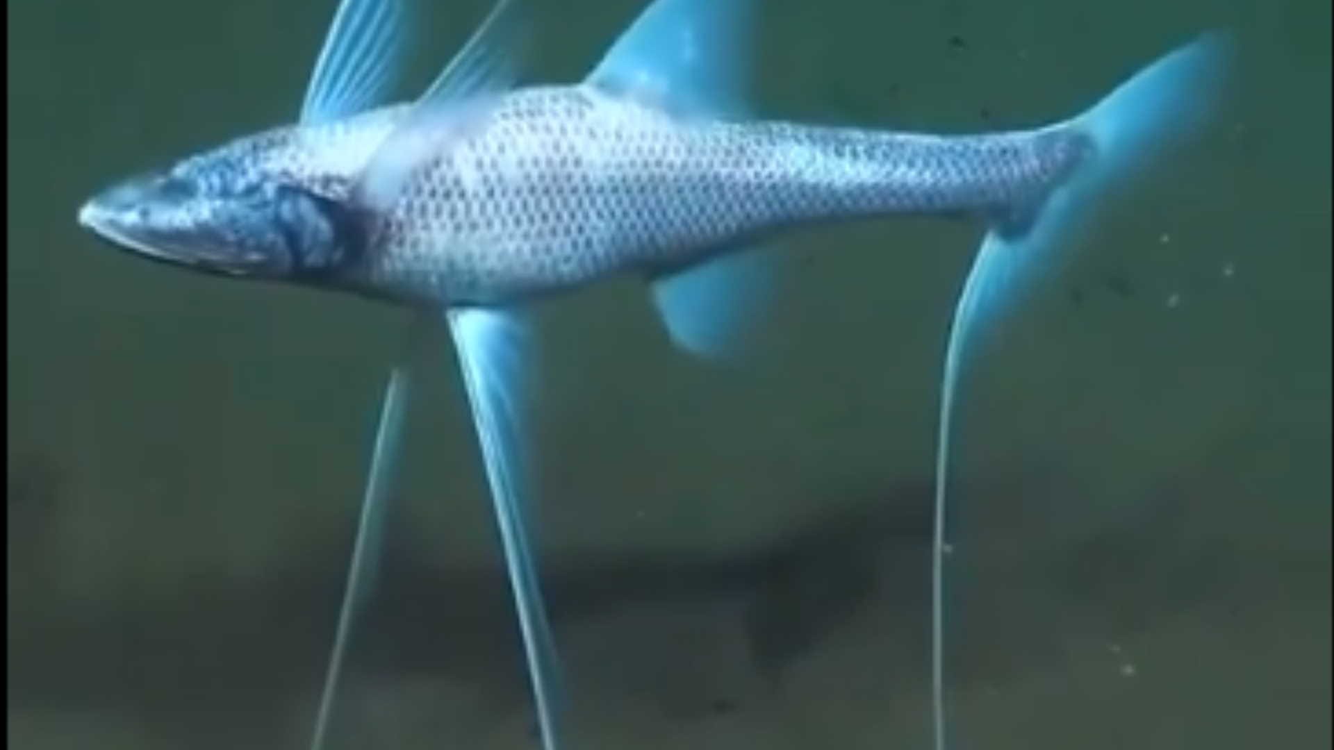 oceans deepest-living tripod fish found sitting quietly on the ocean floor