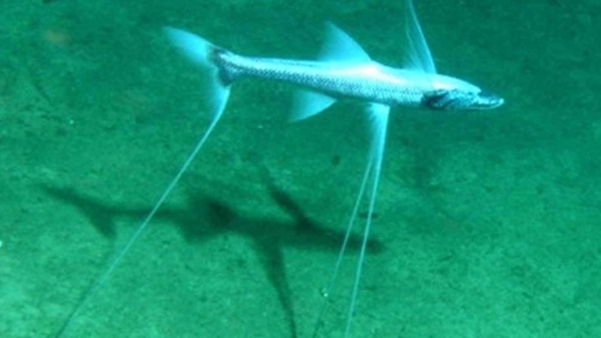 oceans deepest-living tripod fish found sitting quietly on the ocean floor