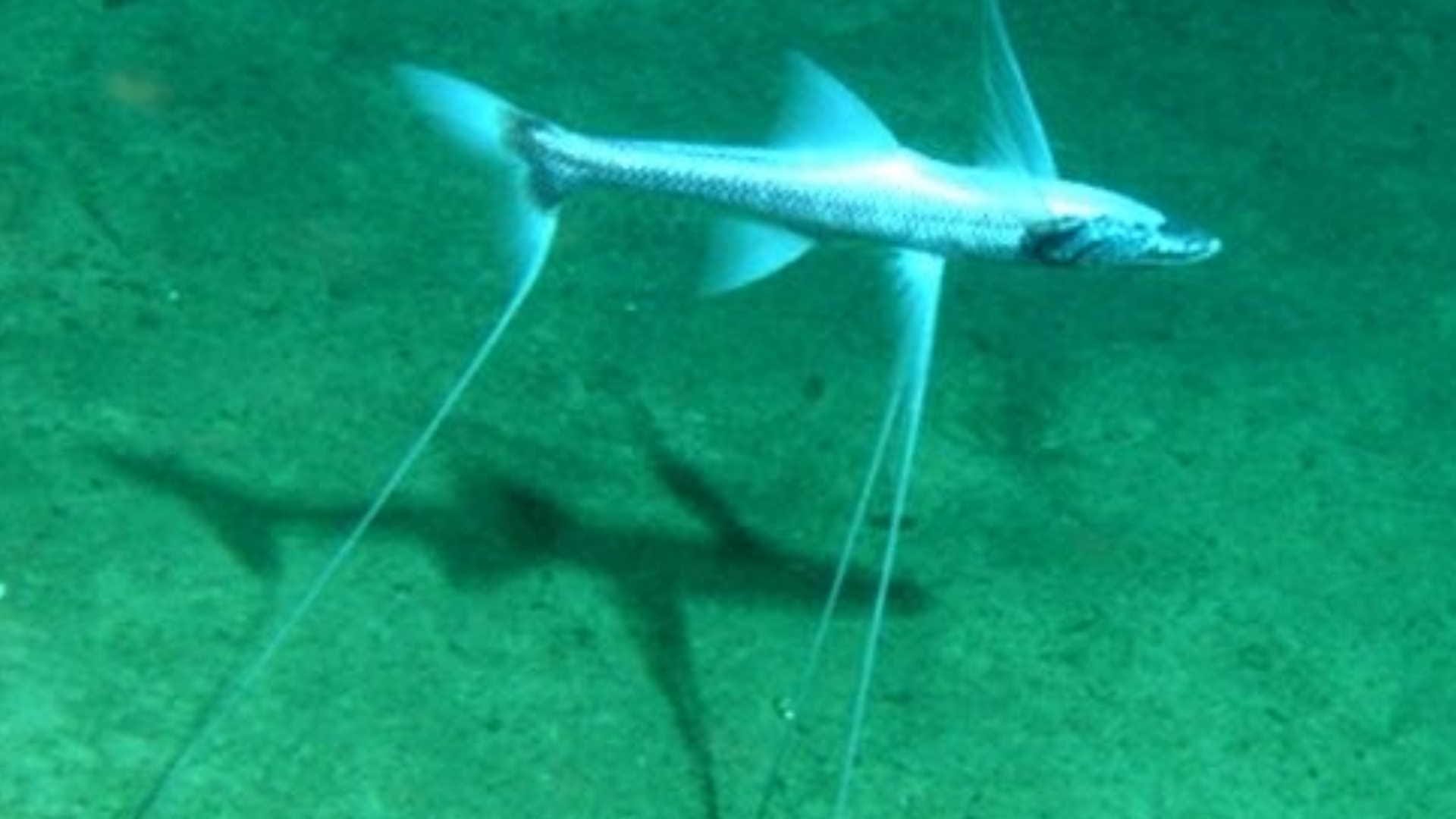 oceans deepest-living tripod fish found sitting quietly on the ocean floor