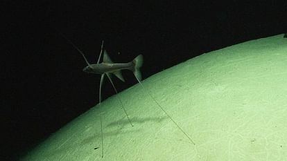 oceans deepest-living tripod fish found sitting quietly on the ocean floor