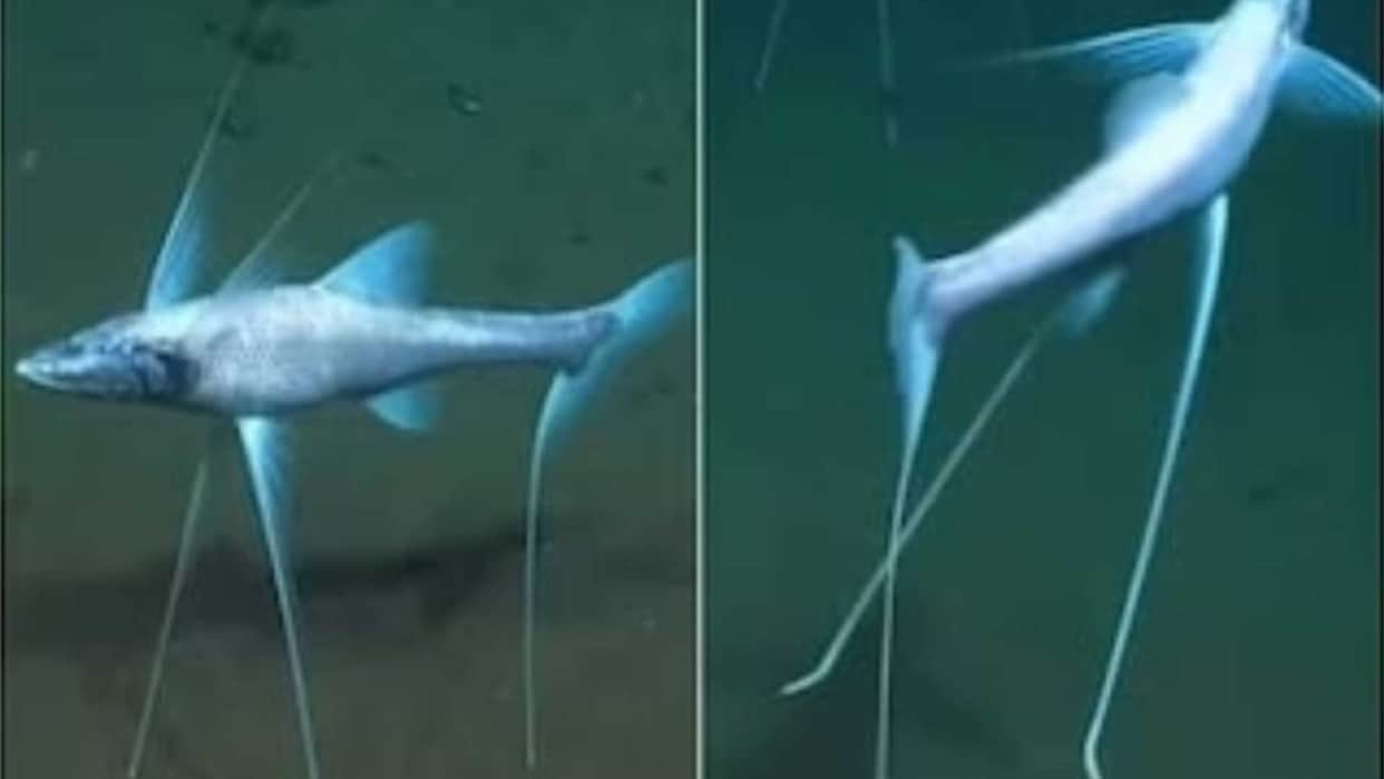 oceans deepest-living tripod fish found sitting quietly on the ocean floor