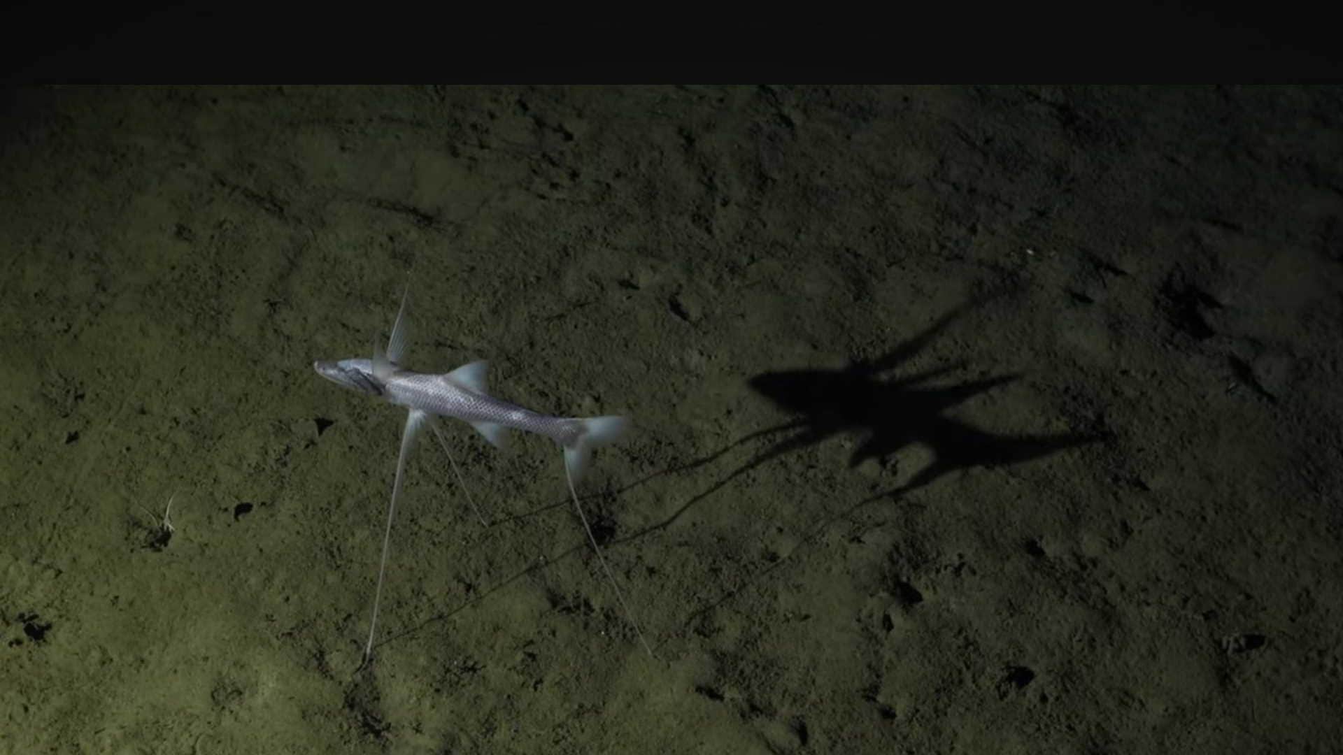 oceans deepest-living tripod fish found sitting quietly on the ocean floor