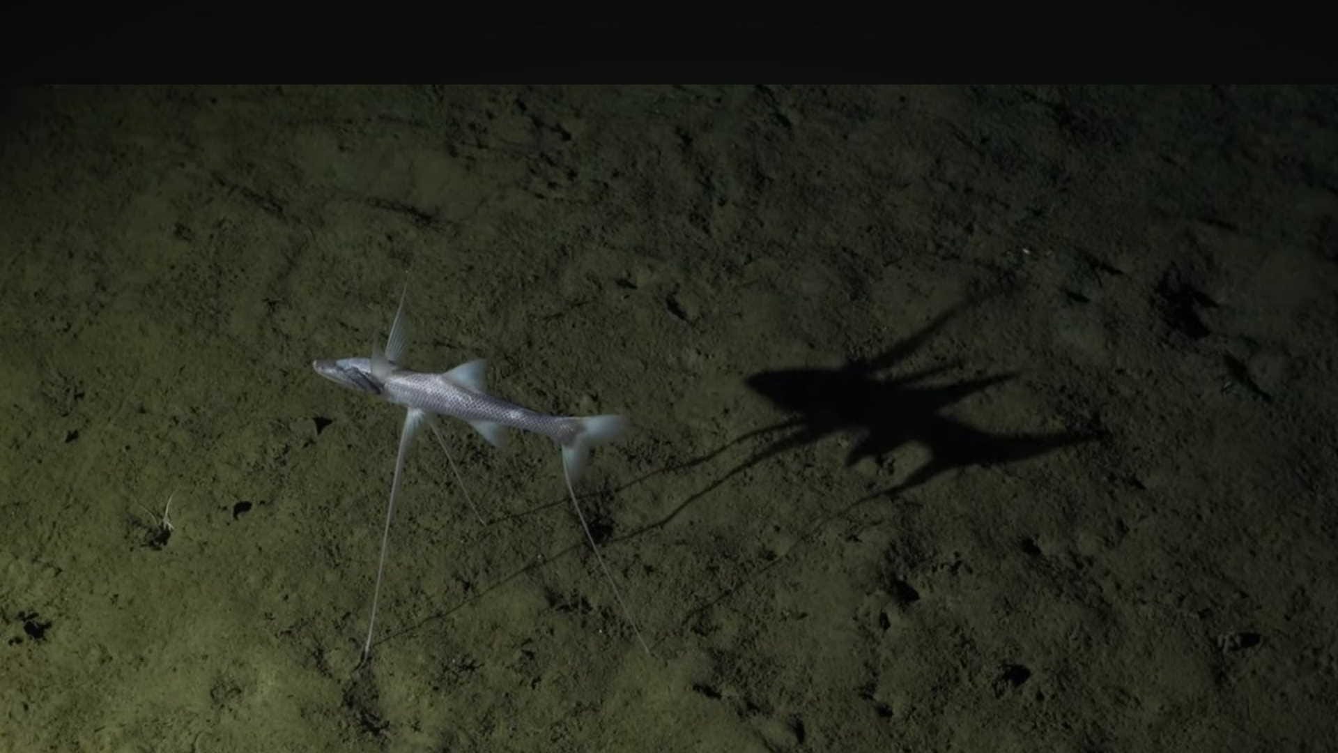 oceans deepest-living tripod fish found sitting quietly on the ocean floor