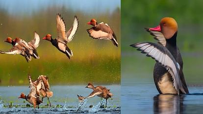 Shoveler and Red Crested Pochard spotted in the Bah range of Chambal Sanctuary in Agra