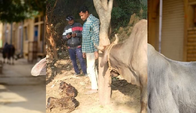 Cow gave birth to three children in Auraiya, crowds of dozens of villages gathered to see