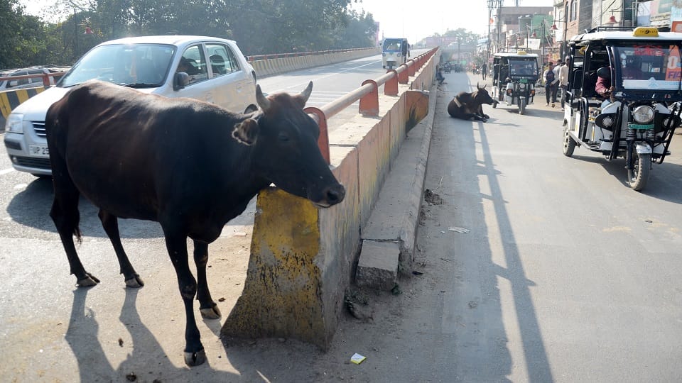 stray animals disrupting traffic in the bareilly city