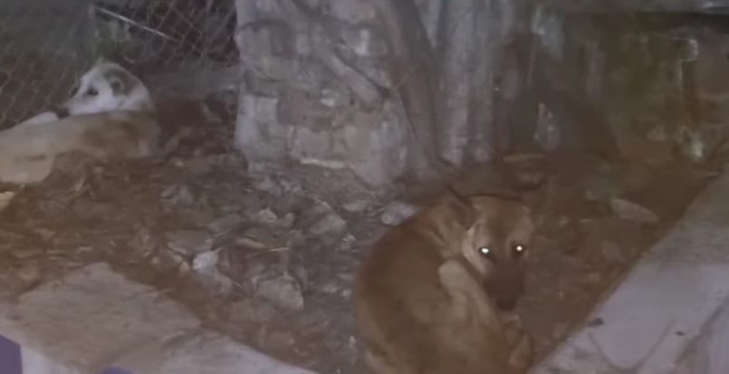 MP News: Dogs were scratching the body of an infant in Damoh District Hospital premises