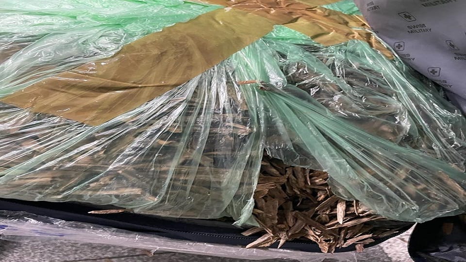 Two women caught with agarwood worth crores at IGI Airport