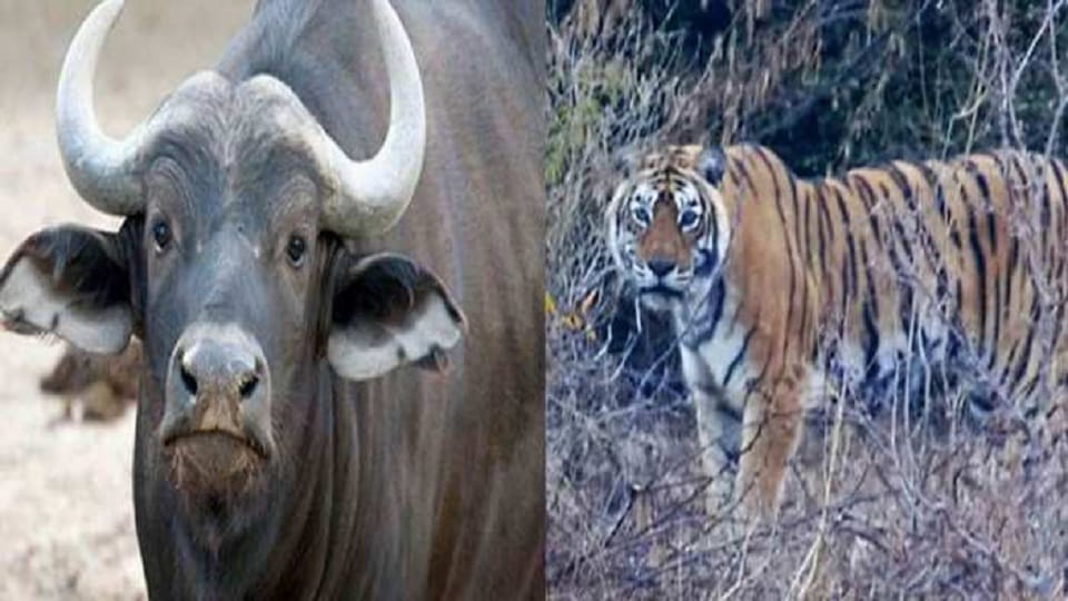 Tiger attack buffalo and its calf in Ranibagh haldwani