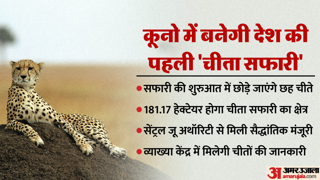 Approval received to build the country's first cheetah safari in Koon