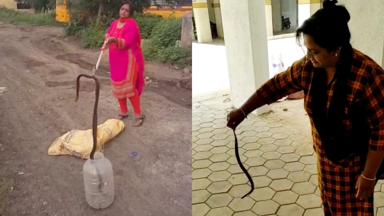 MP News Commendable work of Patel couple of Indore more than two thousand snakes caught so far