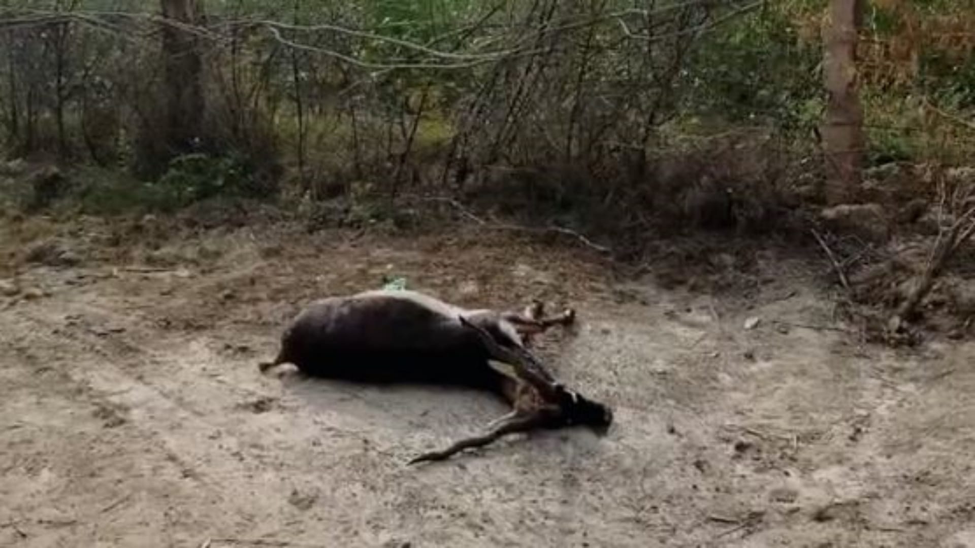 हिरण की मौत