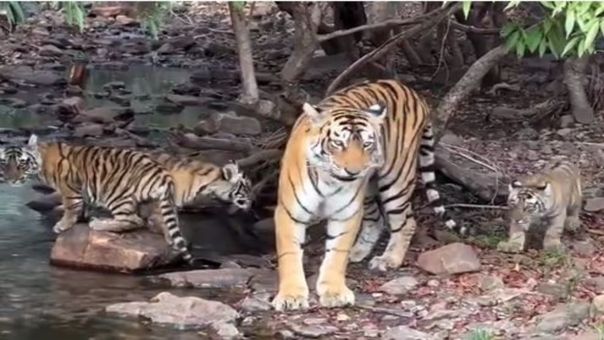 Tiger Reserve: Arrowhead's health has increased the concern of the forest dept, she has become a mother 4 time