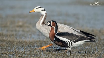 Adventures Journey Of Bar Headed Goose Across Border