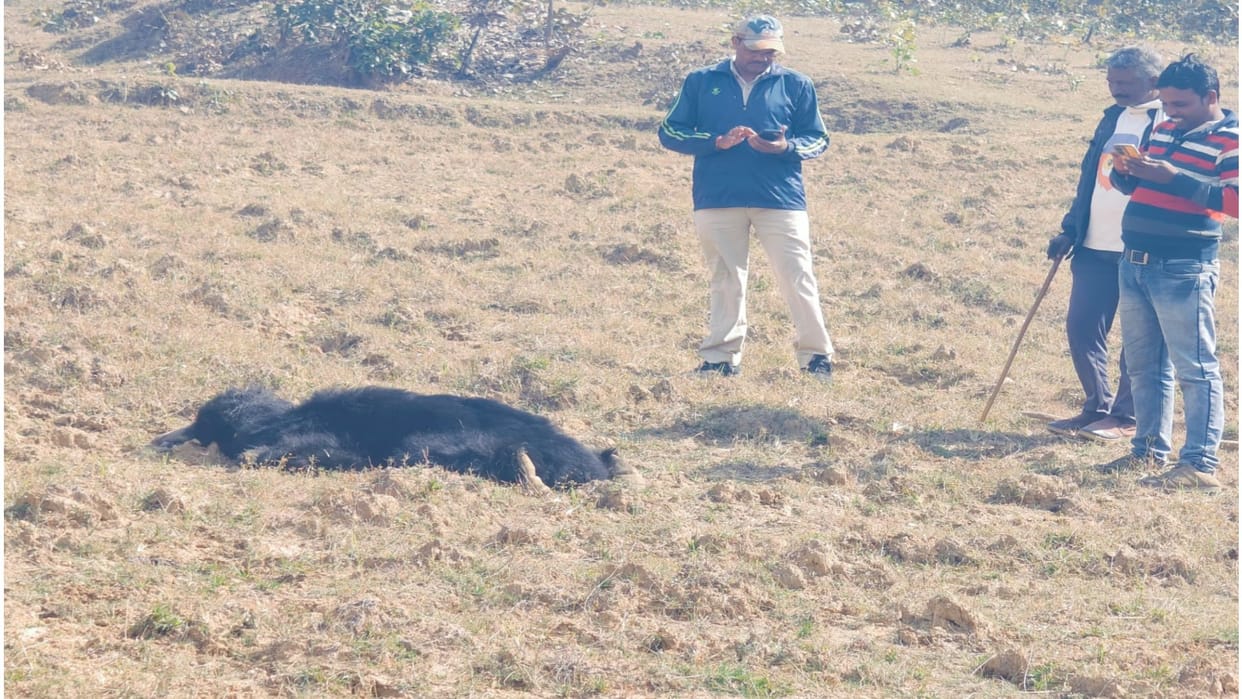 Death of old bear due to delay in forest department