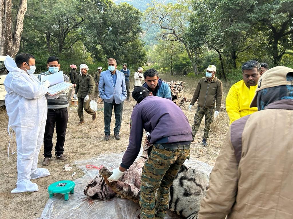 Dead bodies of two tigers found in Bandhavgarh Tiger Park, fear of death in mutual conflict