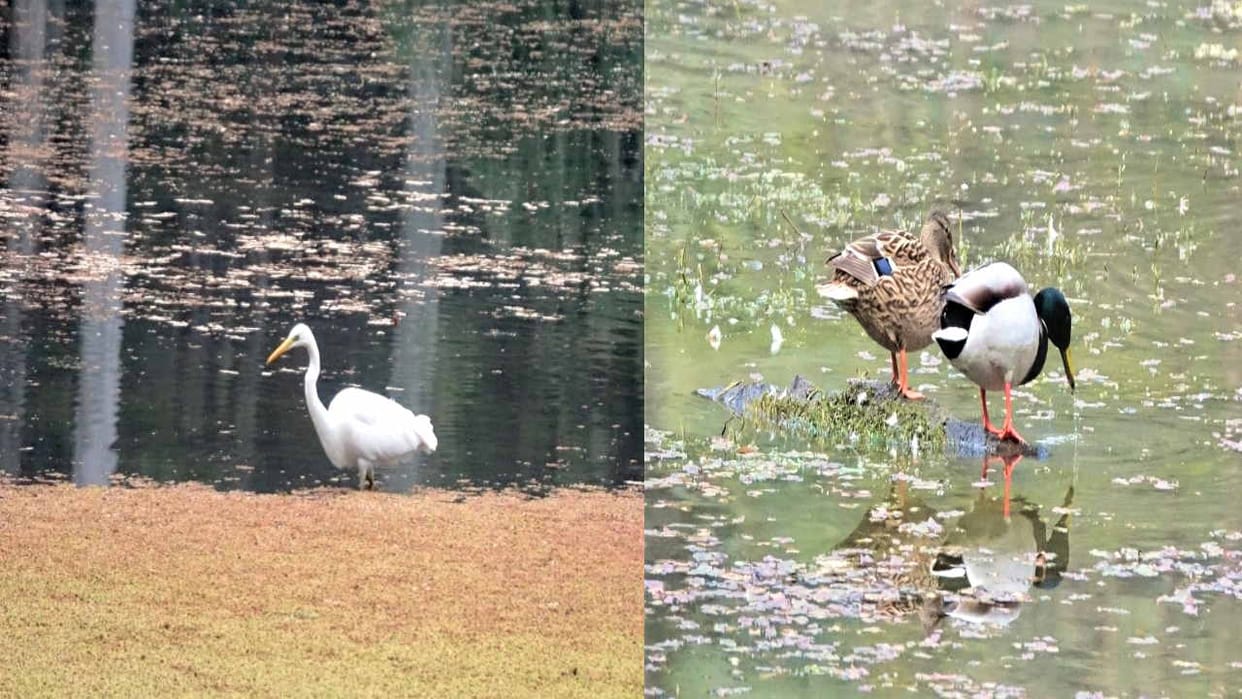 Shri Renukaji valley started buzzing with migratory birds, 204 birds of five species camped in the wetland.