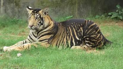 10 black tigers found in India, all in Similipal Tiger Reserve in Odisha