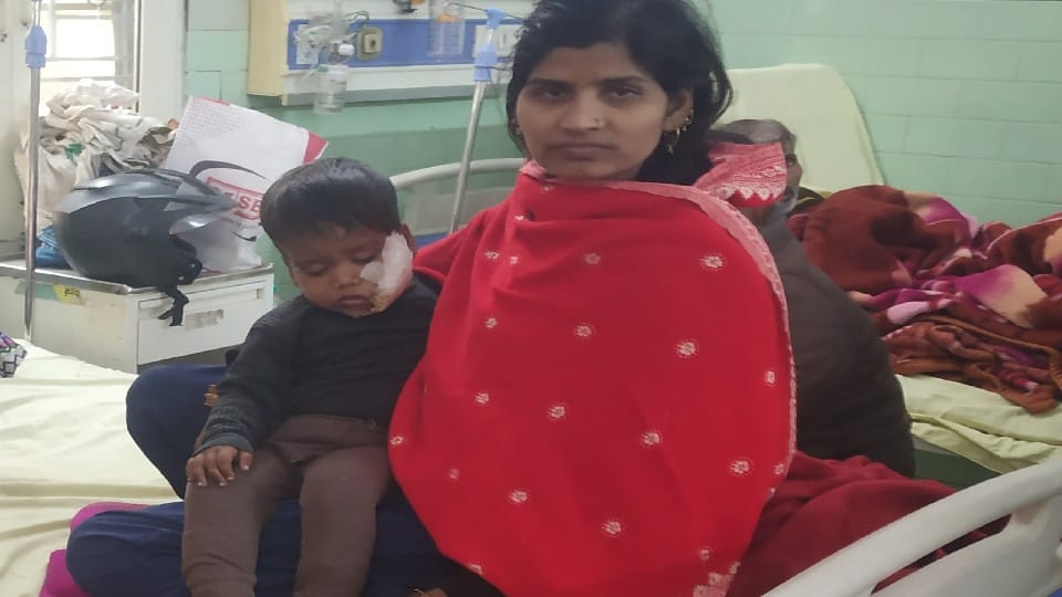 street dog attacked two year old child in Bareilly