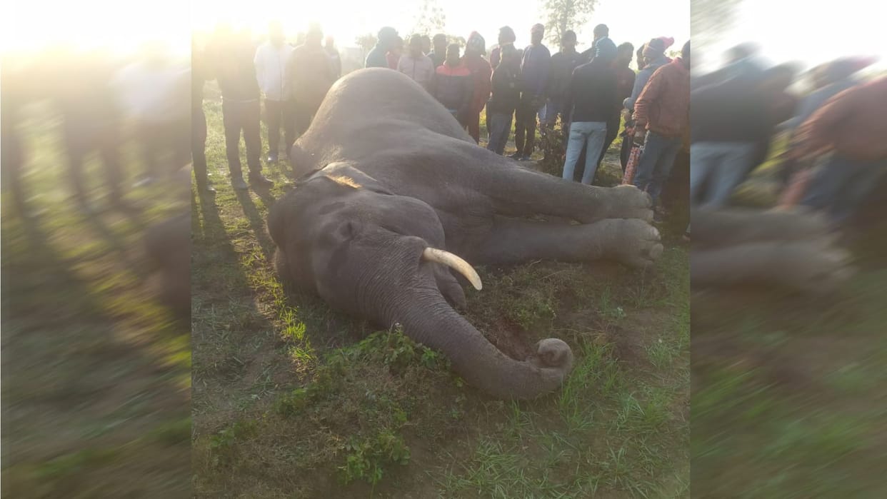 Male elephant dies under suspicious circumstances in Barkot range Doiwala Rishikesh Uttarakhand news in hindi