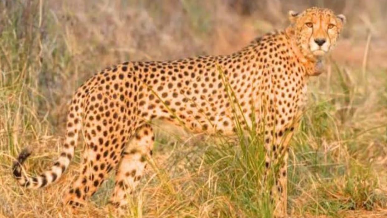 Leopard died under suspicious circumstances
