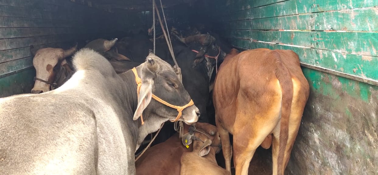 Neemuch: 157 cows were being taken to Maharashtra after being crammed into nine trucks