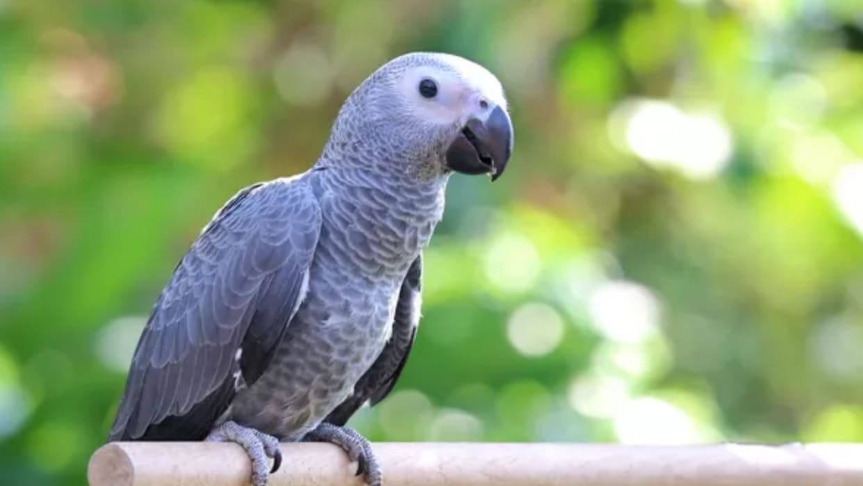 Pune Couple divorce proceeding faced unexpected delay due to African gray parrot