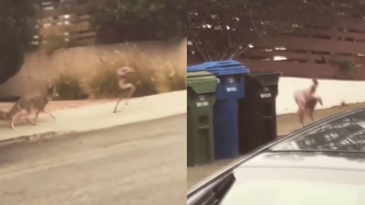 alien spotted running on road chased by dog alien viral video