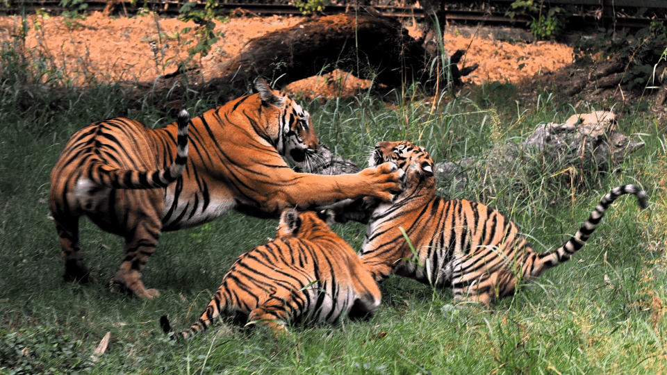 Delhi Two cubs of Royal Bengal tiger Dhatri and Dhairya left in enclosure