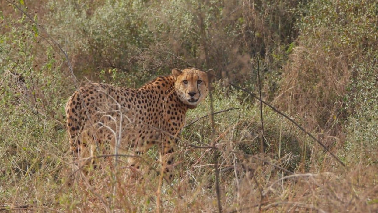 Kuno National Park Cheetah released in the open forest of Pawan Kuno in sheopur
