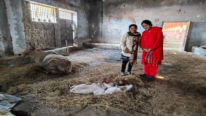 cow named Sita gave birth to twin calves in the cowshed of Shahjahanpur