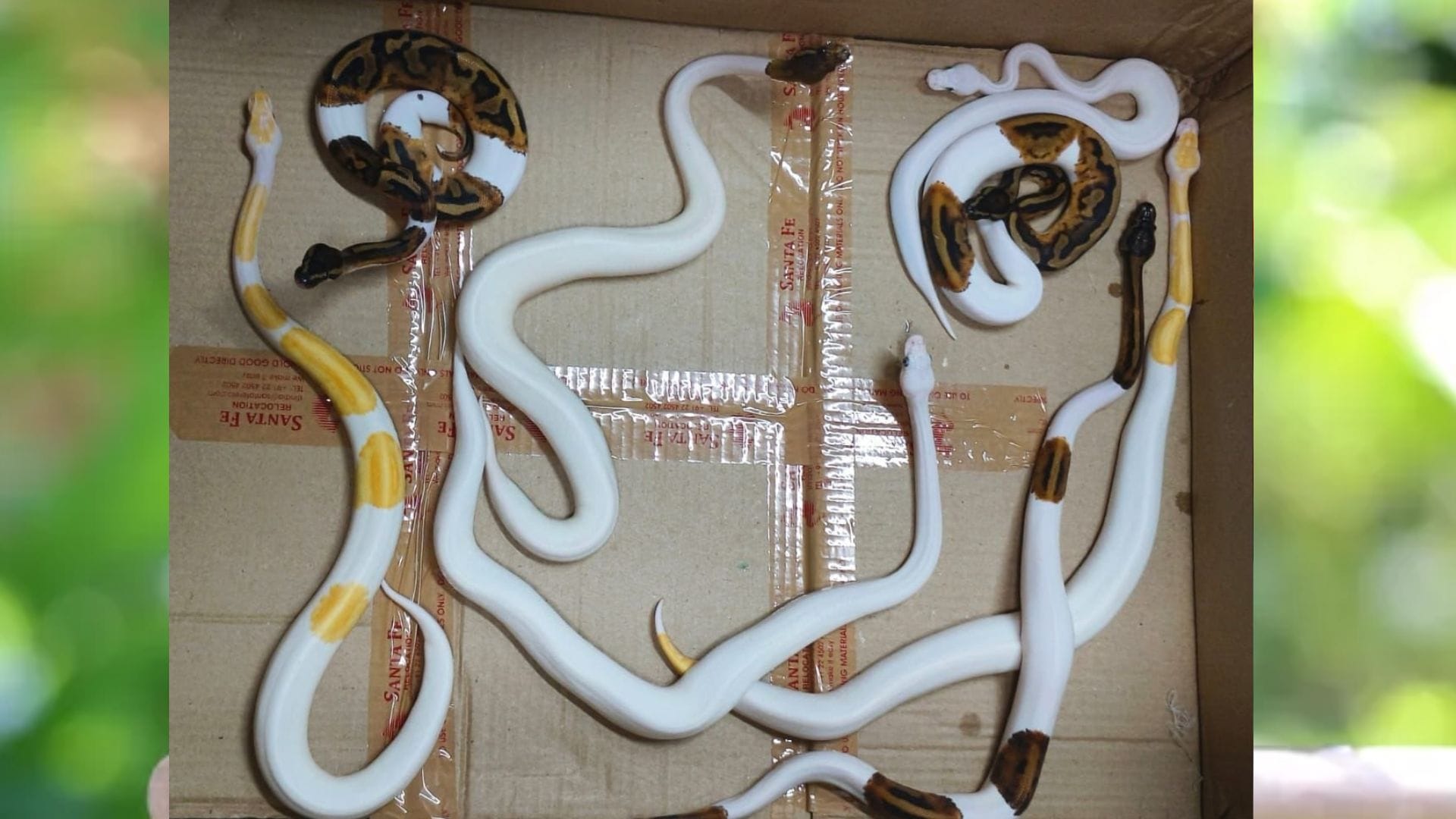 DRI seizes nine ball pythons and Two corn snakes from person who arrived at Mumbai Airport from Bangkok