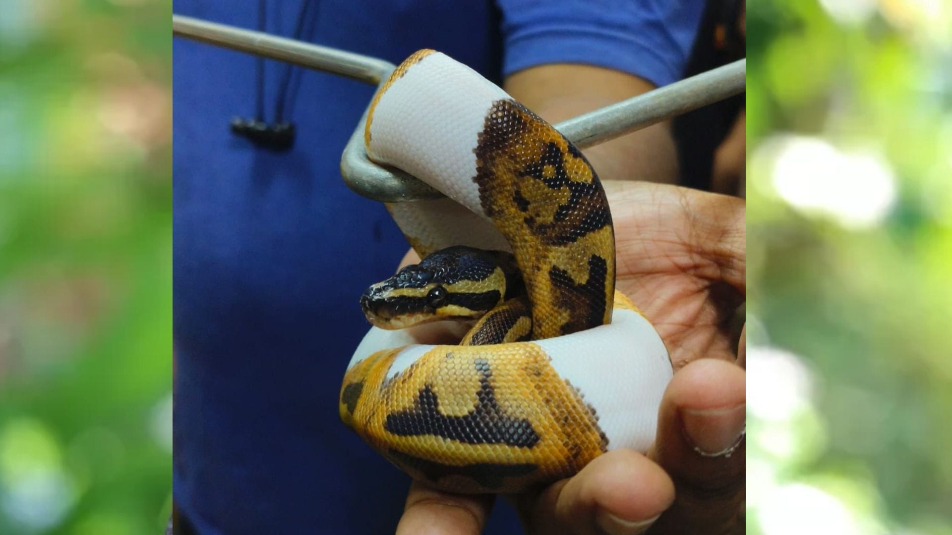 DRI seizes nine ball pythons and Two corn snakes from person who arrived at Mumbai Airport from Bangkok