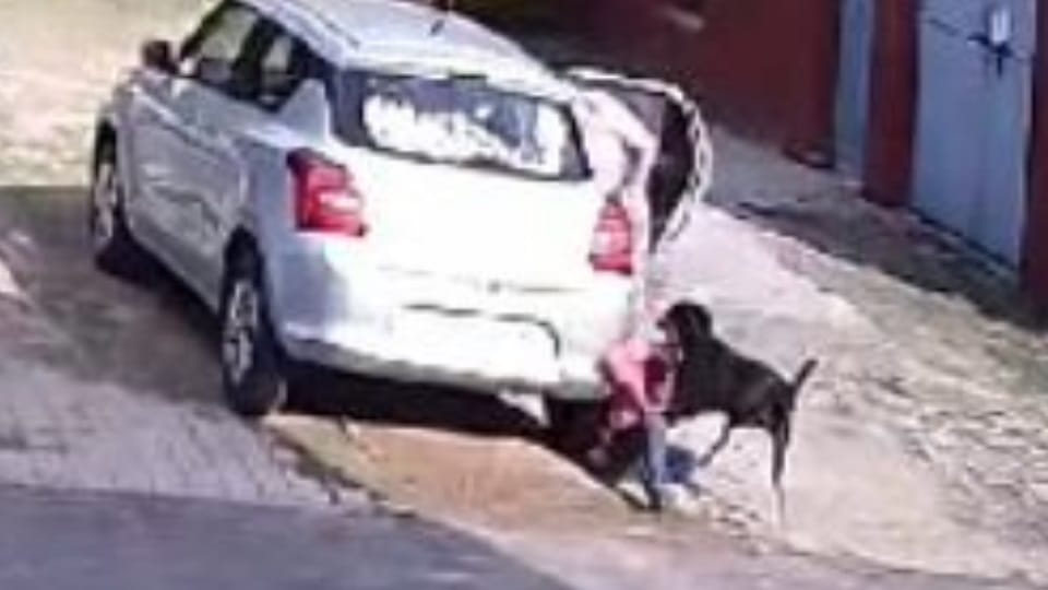 Dog Bites girl in chandigarh