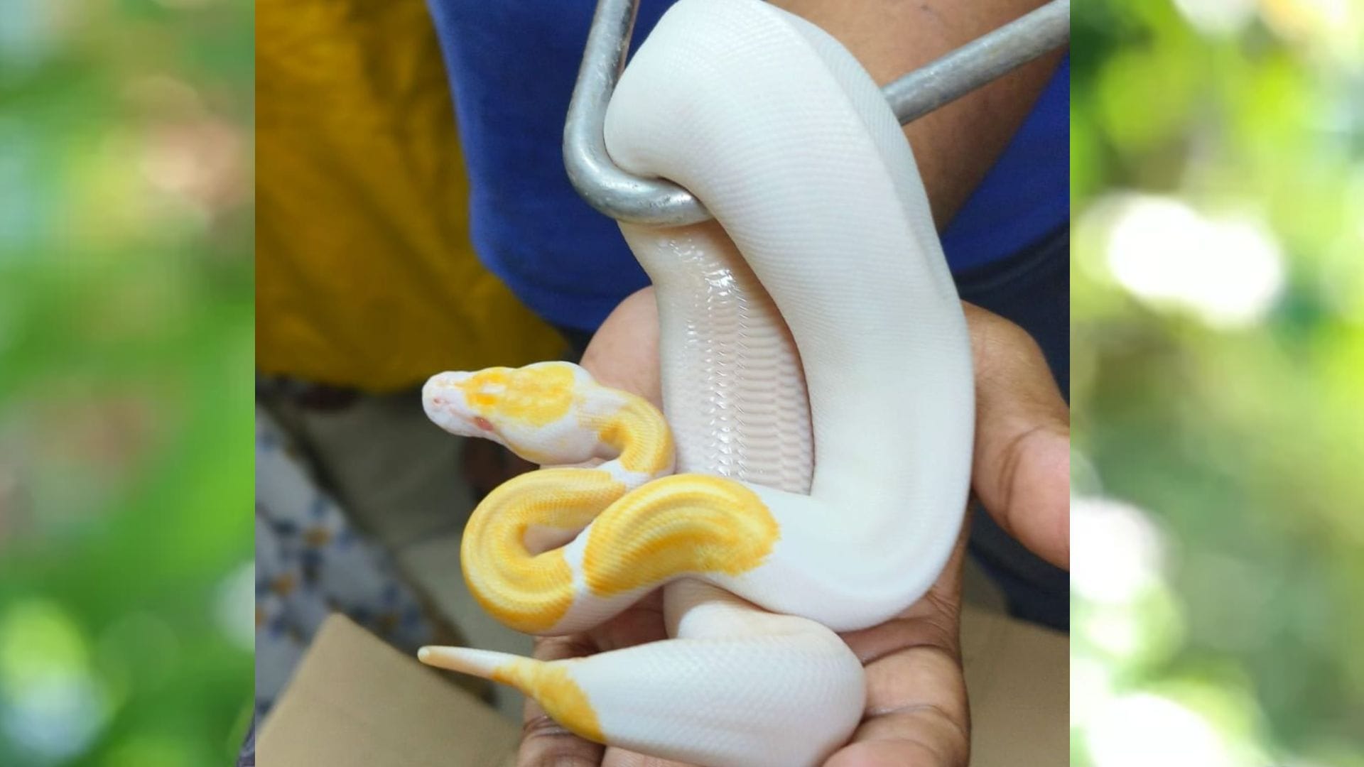 DRI seizes nine ball pythons and Two corn snakes from person who arrived at Mumbai Airport from Bangkok