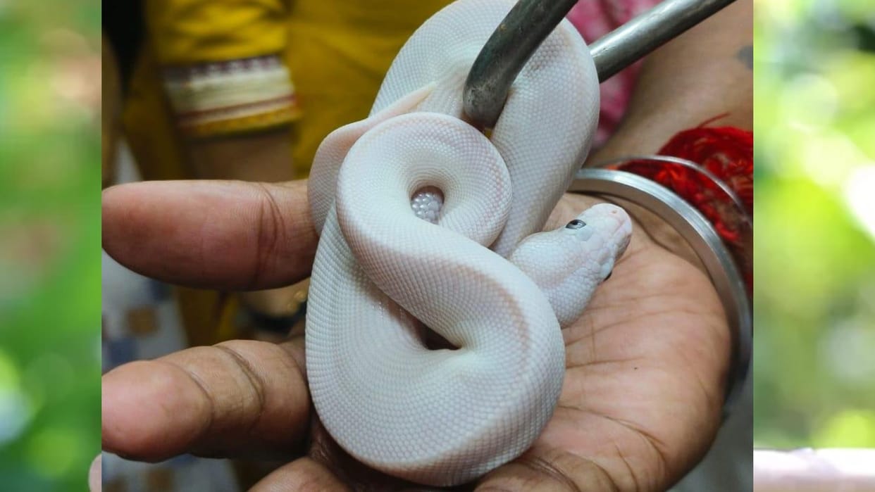 DRI seizes nine ball pythons and Two corn snakes from person who arrived at Mumbai Airport from Bangkok
