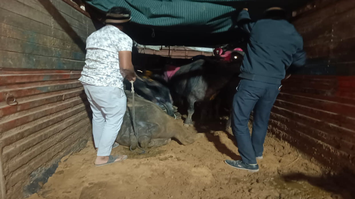 14 buffaloes being taken from Gujarat to Rajasthan in Eicher truck